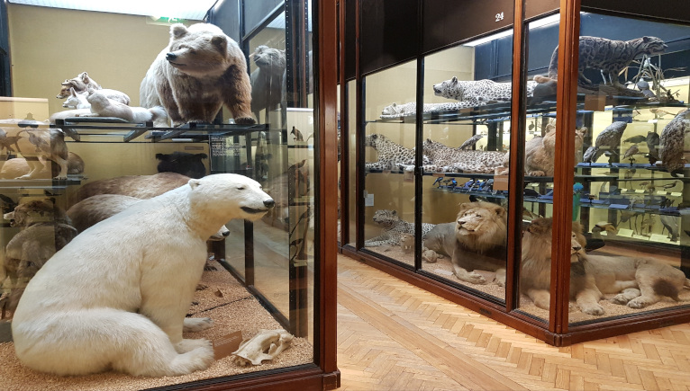 structures of a white polar bear, lions and other animals in glass boxes